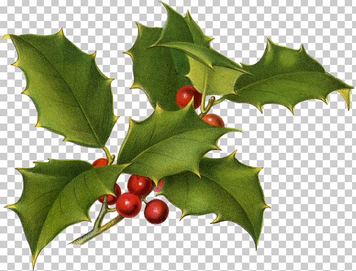 Common Holly Christmas Drawing Botany Printing PNG, Clipart, Aquifoliaceae, Aquifoliales, Art, Berry, Botanical Illustration Free PNG Download