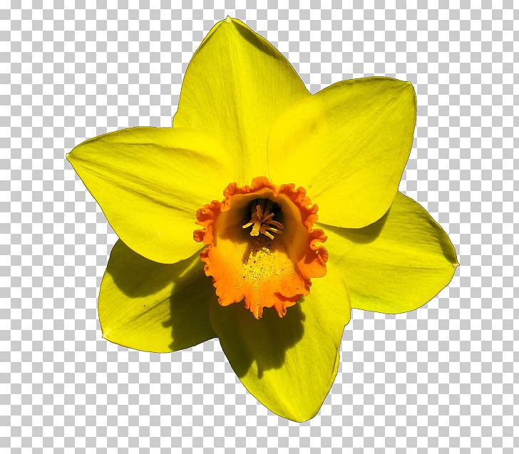 Narcissus Pseudonarcissus Flower Bulb PNG, Clipart, Amaryllis Family, Bulb, Daffodil, Flower, Flower Garden Free PNG Download