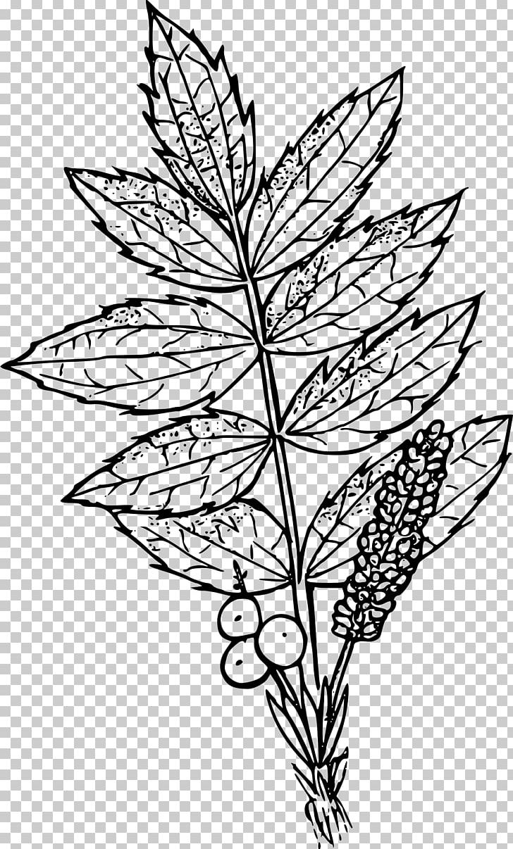 Oregon Grape Cascade Range PNG, Clipart, Black And White, Branch, Cascade Range, Cizimler, Clip Art Free PNG Download