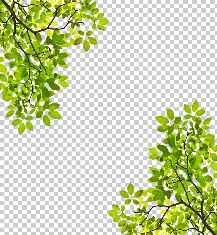 Tree Branch Leaf Trunk Stock Photography PNG, Clipart, Alstonia Scholaris, Area, Birch, Branch, Christmas Tree Free PNG Download