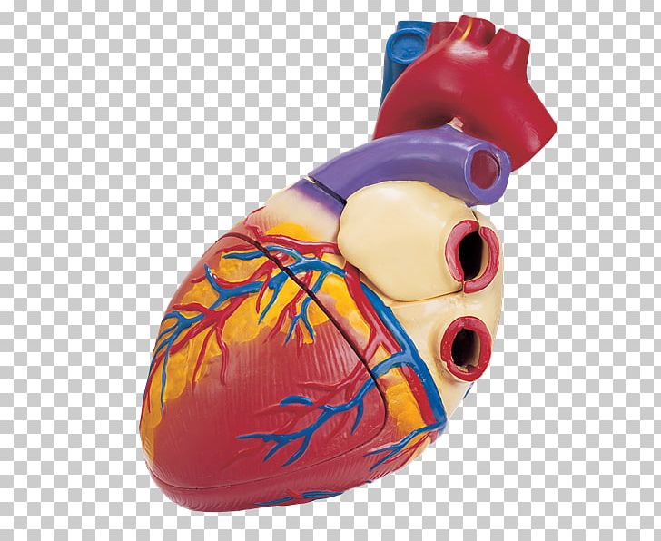 Zang-fu Microsoft PowerPoint Heart Medicine Presentation PNG, Clipart, Anatomia, Download, Heart, Kidney, Medicine Free PNG Download
