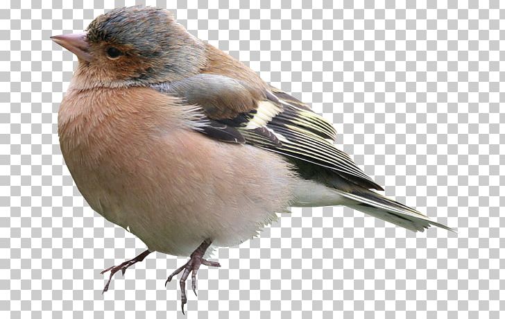 Bird PNG, Clipart, 3d Computer Graphics, Adobe Illustrator, Animals, Beak, Bird Free PNG Download