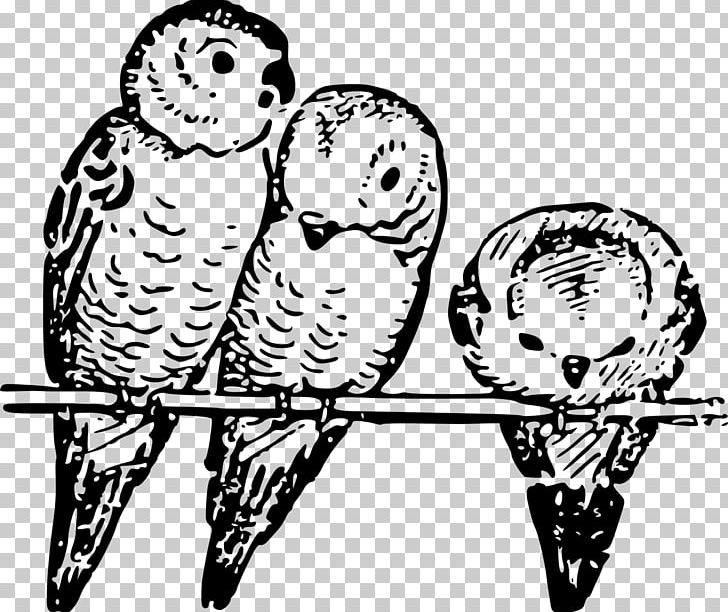 Budgerigar Bird Parrot Parakeet PNG, Clipart, Animal, Animals, Art, Aviculture, Beak Free PNG Download