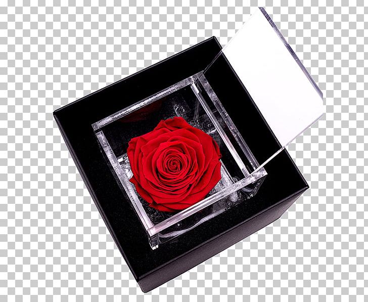 Garden Roses Color Light Red PNG, Clipart, Bocciolo, Box, Color, Cube, Flover Free PNG Download