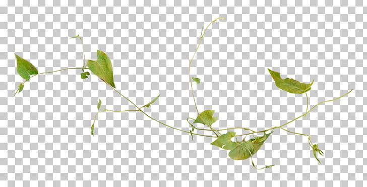 Green Plants Vs. Zombies: Garden Warfare Vine Leaf PNG, Clipart, Banco De Imagens, Branch, Color, Computer Wallpaper, Flora Free PNG Download