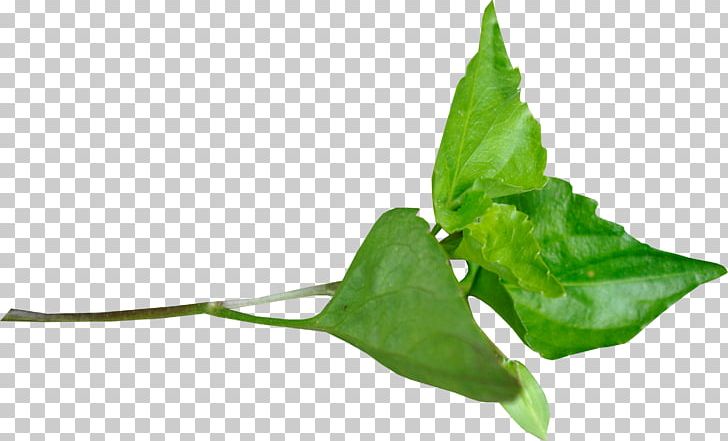 Leaf PNG, Clipart, Adobe Illustrator, Autumn Leaf, Branches, Clip Art, Computer Graphics Free PNG Download