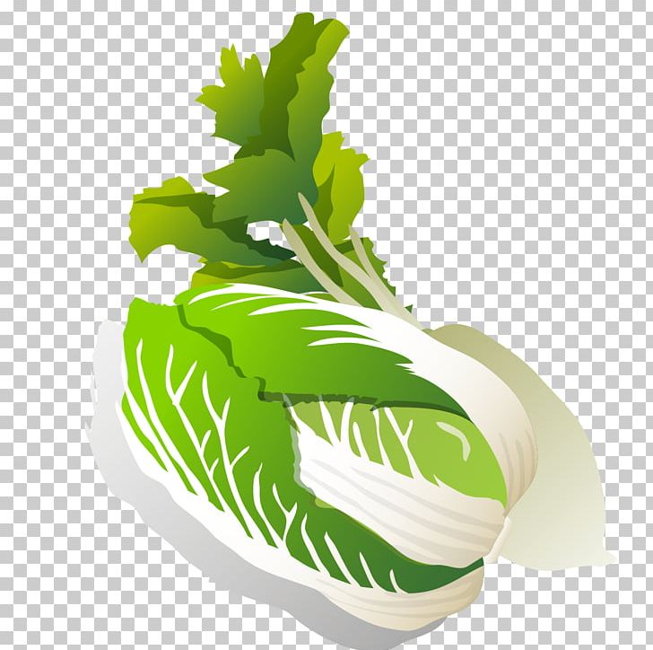 Leaf Vegetable Daikon Turnip Napa Cabbage Chinese Cabbage PNG, Clipart, Cabbage, Chinese, Chinese Cabbage, Creative Ads, Creative Artwork Free PNG Download