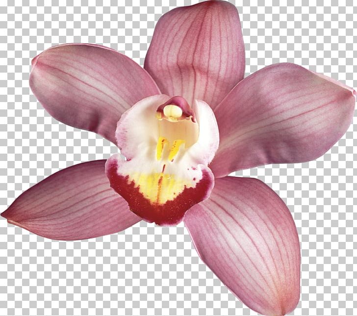 Moth Orchids Flower Photography Cattleya Orchids PNG, Clipart, Cattleya, Cattleya Orchids, Flower, Flowering Plant, Lilium Free PNG Download