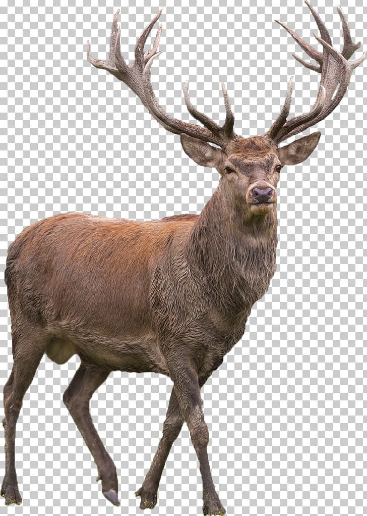 Red Deer Elk Barasingha PNG, Clipart, Animal, Animals, Antler, Barasingha, Deer Free PNG Download