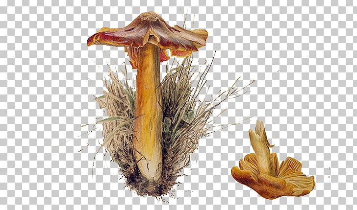 The Tale Of Peter Rabbit Mushroom Fungus Illustration PNG, Clipart, Author, Childrens Literature, Drawing, Dry, Fungus Free PNG Download