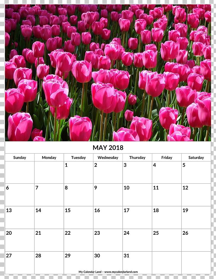 Tulip Calendar Stock.xchng Flower PNG, Clipart,  Free PNG Download