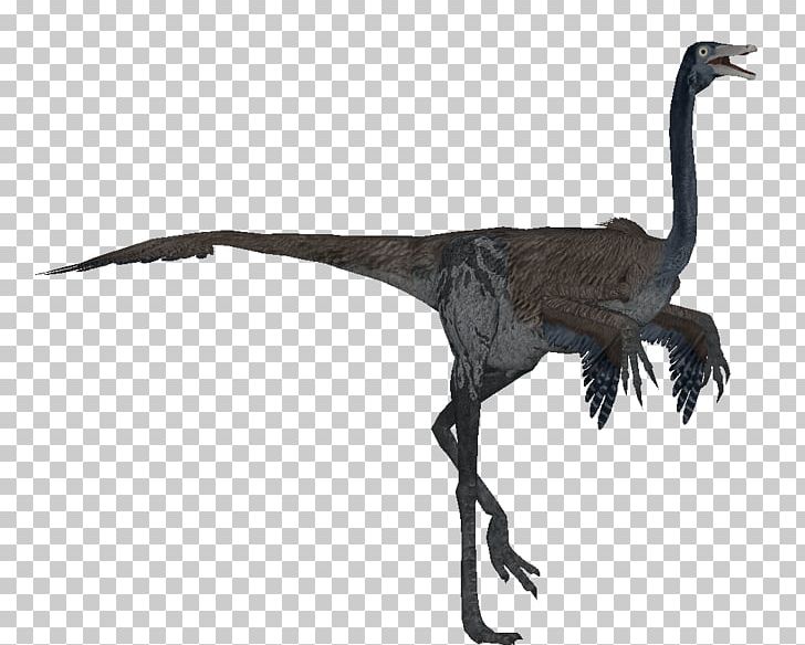 Velociraptor Bird Beak Ratite Feather PNG, Clipart, Animals, Avisaurus, Beak, Bird, Crane Free PNG Download