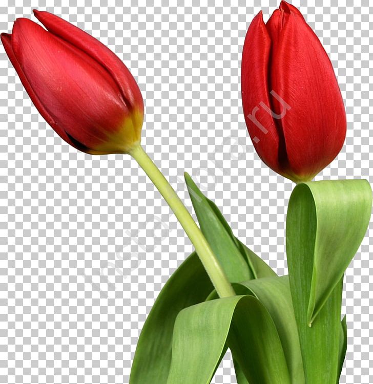 Indira Gandhi Memorial Tulip Garden Flower PNG, Clipart, Bud, Computer Icons, Cut Flowers, Desktop Wallpaper, Flower Free PNG Download