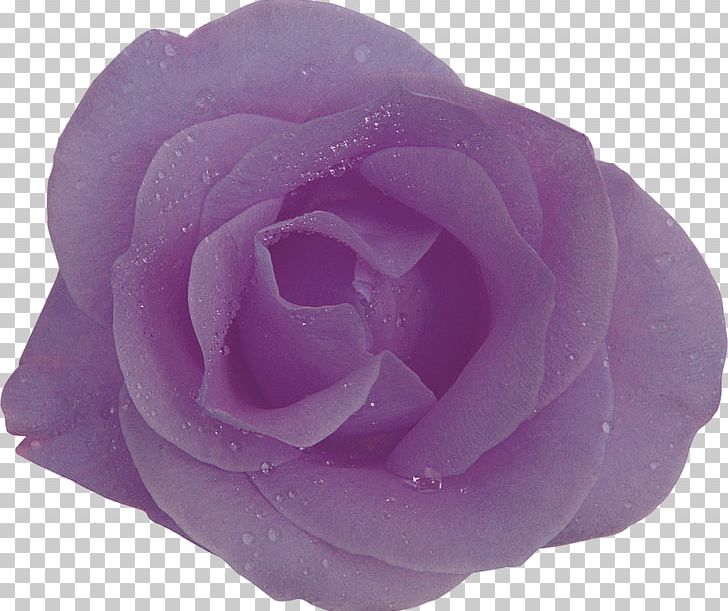 Purple Centifolia Roses Flower Lilac Lavender PNG, Clipart, Centifolia Roses, Cut Flowers, Floribunda, Flower, Garden Roses Free PNG Download