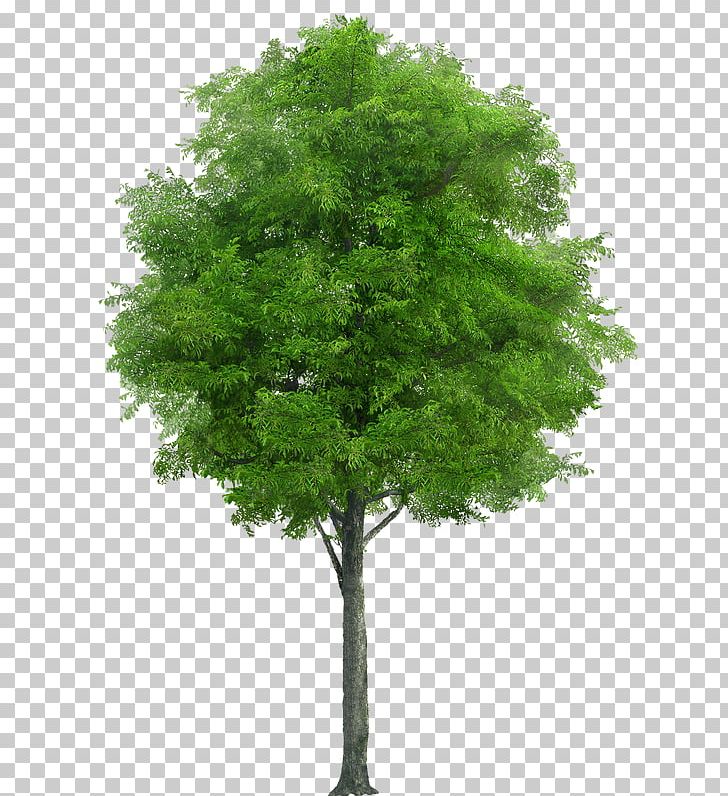 Swingletree Tree Planting Oak Trunk PNG, Clipart, Agac, Arborist, Birch, Branch, Deciduous Free PNG Download