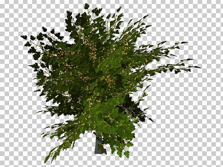 Twig Leaf PNG, Clipart, Branch, Leaf, Plant, Tree, Twig Free PNG Download