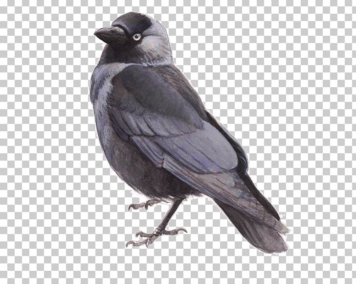 Bird De Kauwentuin Rook De Zilvermeeuw House Sparrow PNG, Clipart, American Crow, Beak, Bird, Birdlife Netherlands, Bird Of Prey Free PNG Download