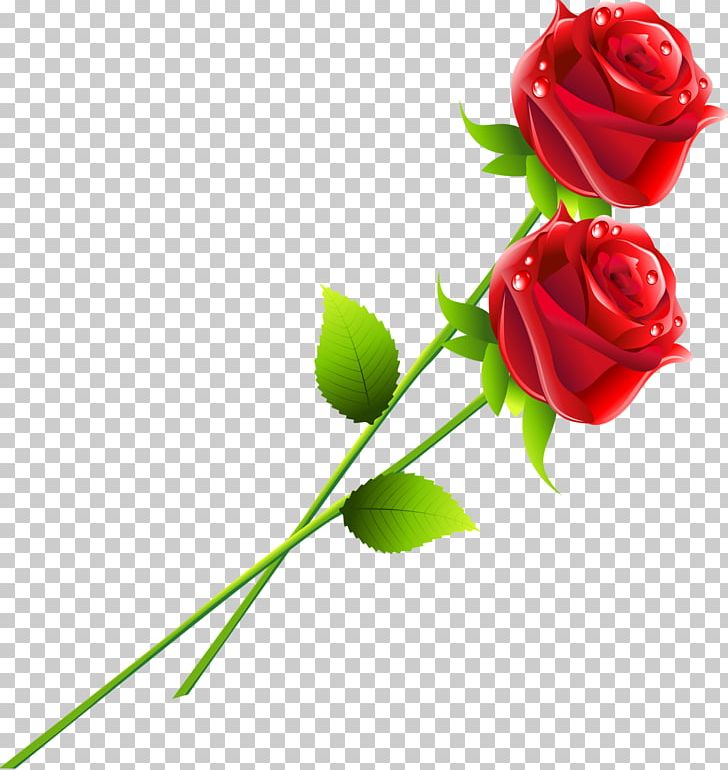 Garden Roses Flower Red PNG, Clipart, Blue, Blue Rose, Bud, Color, Cut Flowers Free PNG Download