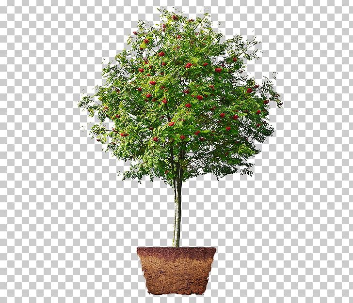 Houseplant Fig Trees Fruit Tree PNG, Clipart, Branch, Evergreen, Fig Trees, Flowerpot, Fruit Tree Free PNG Download