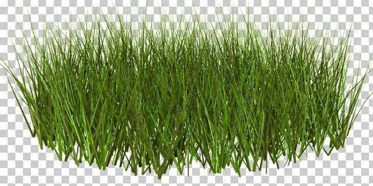 Lawn Grass Weed PNG, Clipart, Chrysopogon Zizanioides, Clipart, Clip Art, Commodity, Computer Graphics Free PNG Download