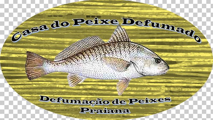 Tilapia Fauna PNG, Clipart, Bass, Fauna, Fish, Others, Tilapia Free PNG Download