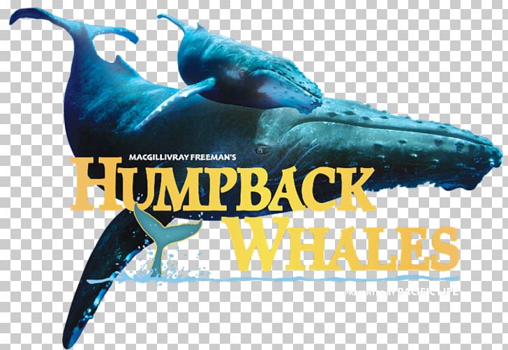 Dolphin Humpback Whale Cetacea Colorado Springs Colorado Amendment 64 PNG, Clipart, Animals, Beak, Brand, Cetacea, Colorado Free PNG Download
