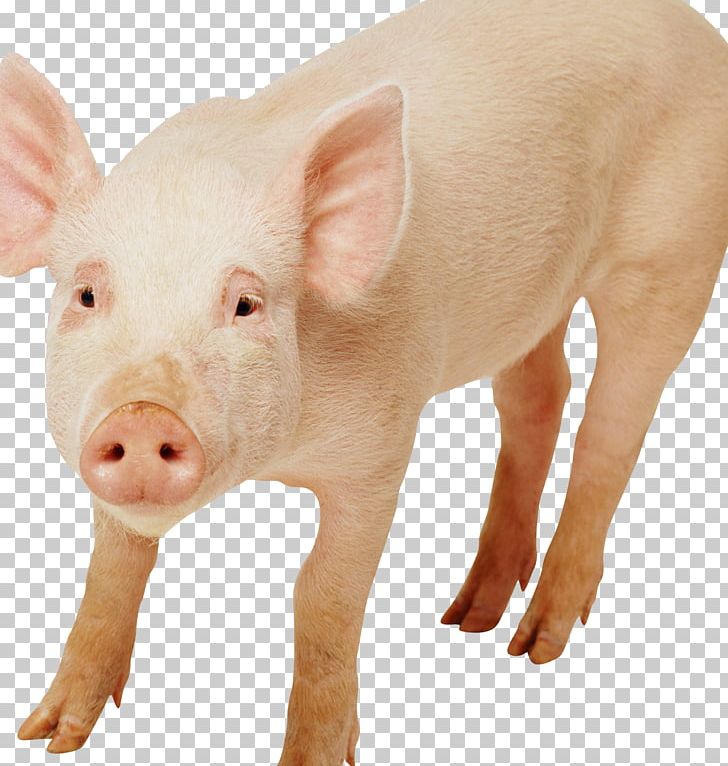 Domestic Pig Pig's Ear Snout Livestock PNG, Clipart, Animal, Animals, Domestic Pig, Ear, Fauna Free PNG Download