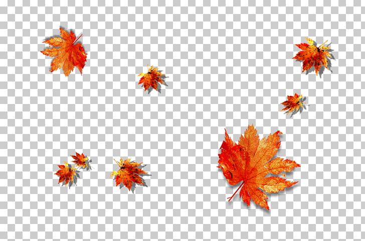 Maple Leaf PNG, Clipart, Autumn Leaf Color, Computer Wallpaper, Copyright, Download, Flora Free PNG Download