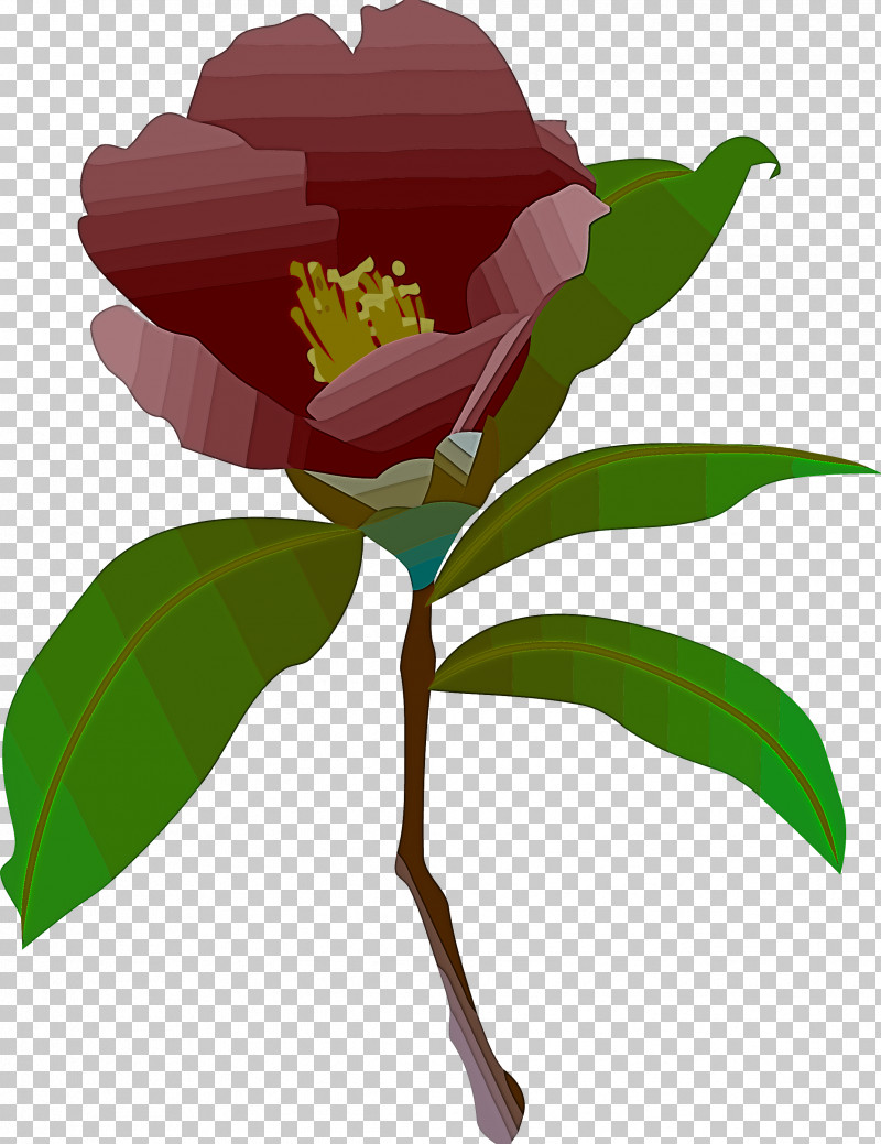 Flower Plant Common Peony Leaf Chinese Peony PNG, Clipart, Camellia, Chinese Peony, Common Peony, Flower, Japanese Camellia Free PNG Download