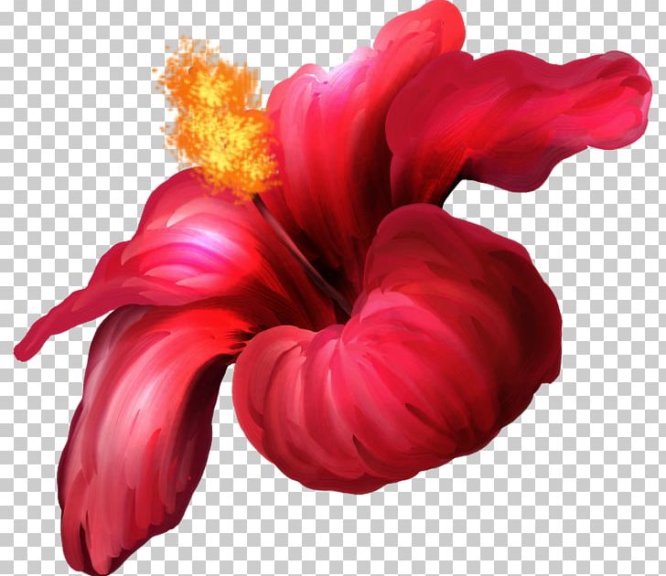 Flower Blog Portable Network Graphics Hit PNG, Clipart, Blog, Cut Flowers, Flower, Flowering Plant, Hibiscus Free PNG Download