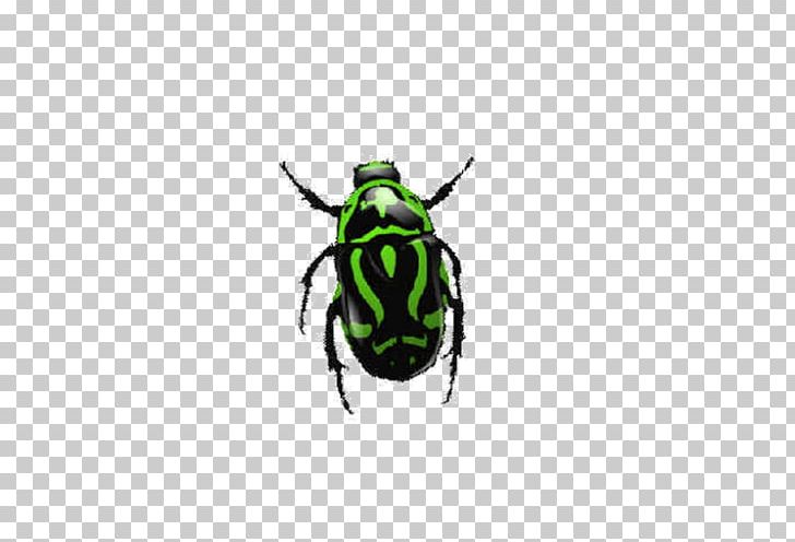Insect Icon PNG, Clipart, Arthropod, Beetle, Cars, Clipping Path, Colored Free PNG Download