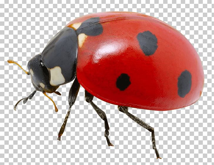 Ladybird Beetle Portable Network Graphics Transparency PNG, Clipart, Animals, Arthropod, Beetle, Computer Icons, Desktop Wallpaper Free PNG Download