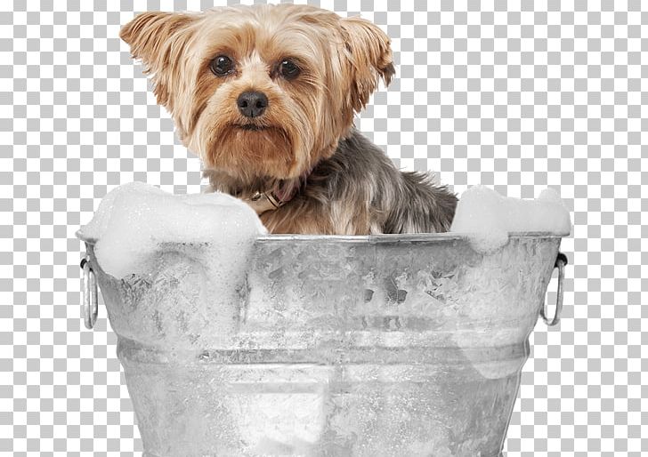Yorkshire Terrier Norfolk Terrier Morkie Dog Breed Puppy PNG, Clipart, Animals, Board, Bread Pan, Breed, Carnivoran Free PNG Download