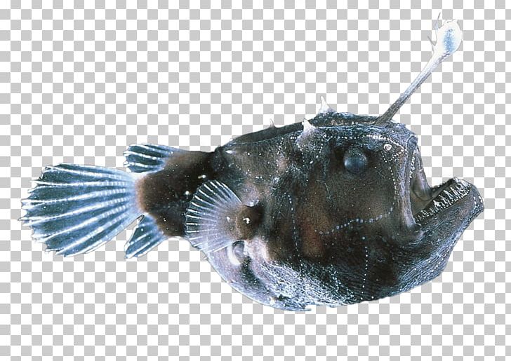Black Seadevil Deep-sea Anglerfishes Deep Sea Red-lipped Batfish PNG, Clipart, Abyssal Zone, Anglerfish, Anglerfishes, Animals, Black Seadevil Free PNG Download