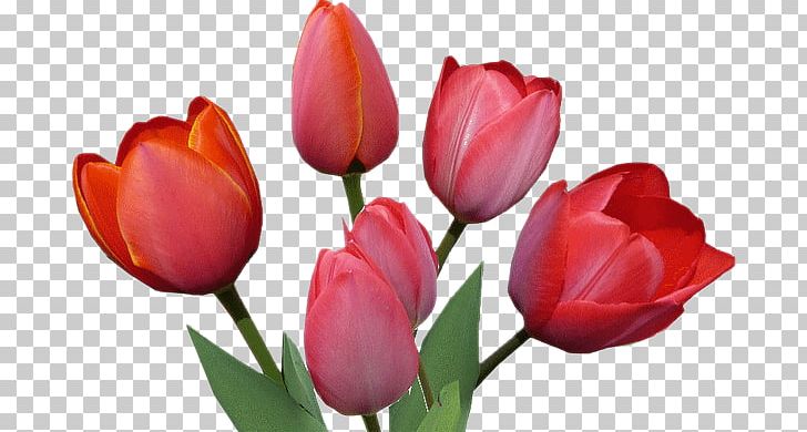 Tulip Cut Flowers Petal Plant Stem PNG, Clipart, Aco, Cut Flowers, Fleur, Flower, Flowering Plant Free PNG Download