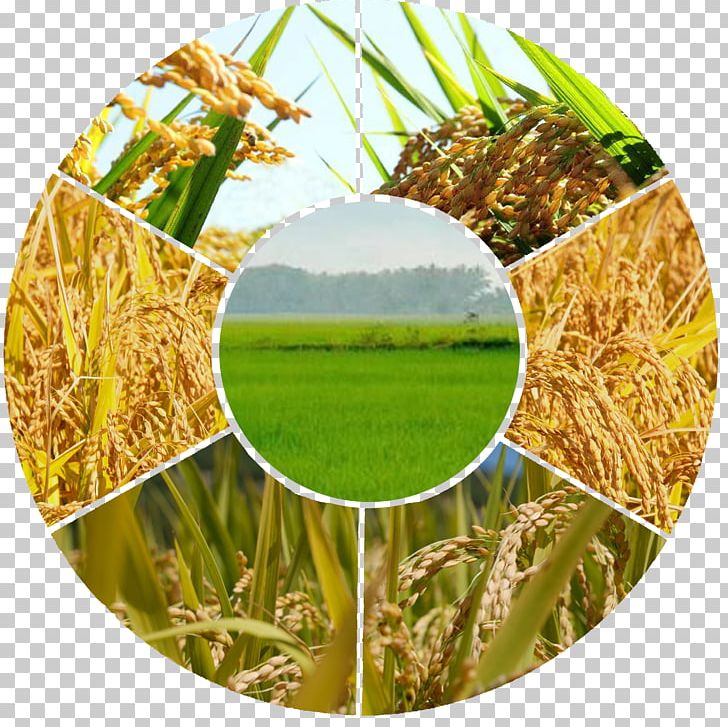 Agriculture Organic Farming Farmer Agribusiness Industry PNG, Clipart, Agricultural Economics, Agronomy, Budi Daya, Commodity, Common Agricultural Policy Free PNG Download
