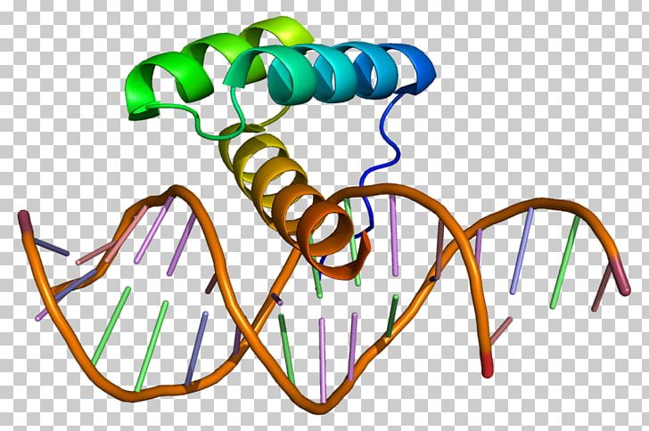 Msh Homeobox 2 MSX1 Protein Gene PNG, Clipart, Area, Artwork, Dna, Dna Core, Gene Free PNG Download