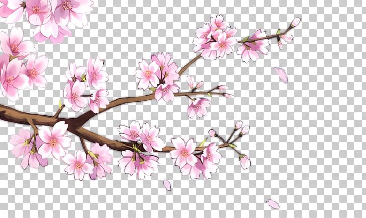 Common Plum Plum Blossom PNG, Clipart, Blossom, Branch, Branches, Cherry Blossom, Download Free PNG Download