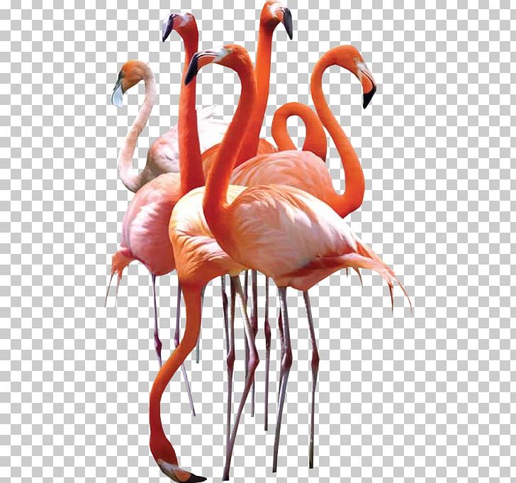 Water Bird Greater Flamingo African Sacred Ibis PNG, Clipart, African Sacred Ibis, Animal, Animals, Beak, Bird Free PNG Download