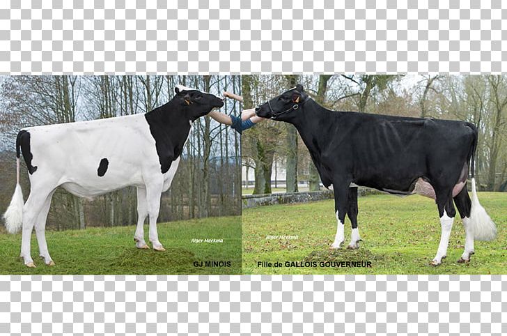 Dairy Cattle Shottle Gouverneur PNG, Clipart, Animals, Birth, Bull, Cattle, Cattle Like Mammal Free PNG Download