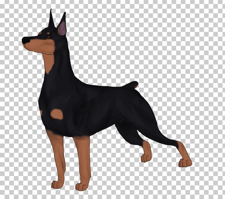 Lancashire Heeler Dobermann German Pinscher Miniature Pinscher Manchester Terrier PNG, Clipart, Australian Cattle Dog, Black And Tan Terrier, Carnivoran, Dobermann, Dog Breed Free PNG Download