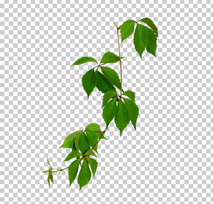Leaf Branch Green PNG, Clipart, Branch, Download, Flowerpot, Green, Houseplant Free PNG Download