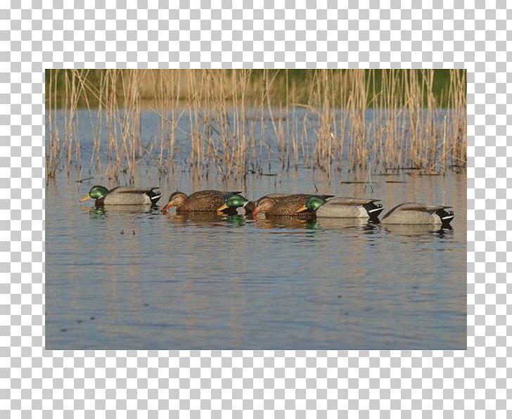 Mallard Duck Decoy Goose Waterfowl PNG, Clipart, Animals, Bayou, Beak, Bird, Decoy Free PNG Download