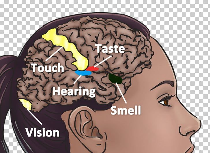 Brain Neural Basis Of Synesthesia Neuroimaging American Synesthesia Association PNG, Clipart, Brain, Color, Forehead, Graphemecolor Synesthesia, Hearing Free PNG Download