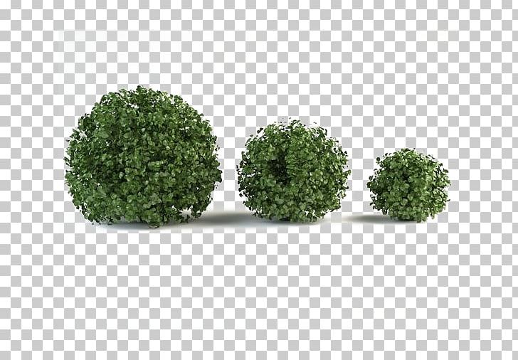 Shrub Box 3D Modeling Mountain Pine Tree PNG, Clipart, 3d Computer Graphics, 3d Modeling, 3ds, Background Green, Botany Free PNG Download