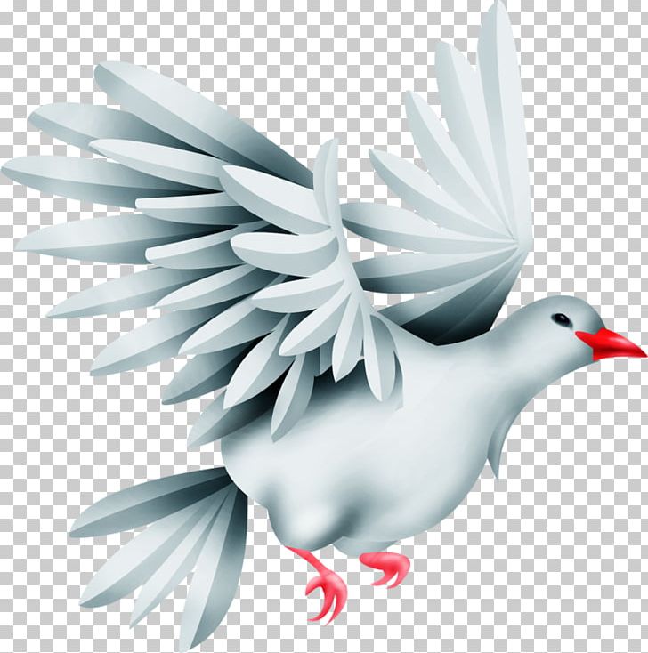 Columbidae Drawing PNG, Clipart, Beak, Bird, Blue, Cartoon, Columbidae Free PNG Download