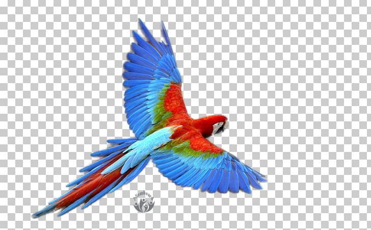 Parrot Budgerigar PNG, Clipart, Animals, Beak, Bird, Budgerigar, Common Pet Parakeet Free PNG Download