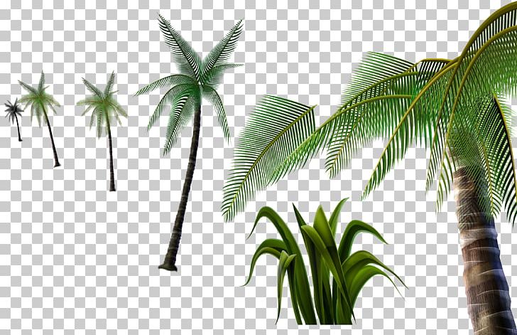 Coconut Tree PNG, Clipart, 3d Computer Graphics, Adobe Illustrator, Arecales, Christmas Tree, Coconut Free PNG Download
