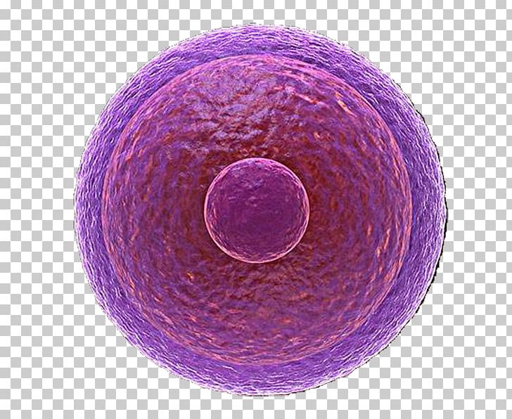 In Vitro Fertilisation Egg Cell Fecondazione Artificiale PNG, Clipart, Art, Artificial Insemination, Assisted Reproductive Technology, Biological, Cell Free PNG Download