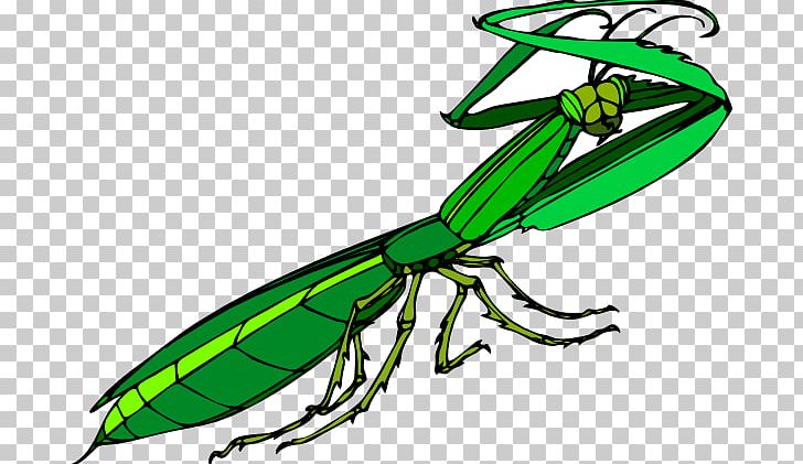 Insect Mantis Free Content PNG, Clipart, Arthropod, Artwork, Cartoon, Drawing, European Mantis Free PNG Download